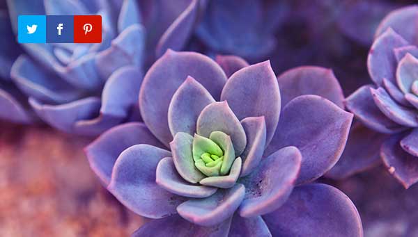 Monarch Media Sharing